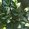 Ilex crenata 'Golden Gem', leaves