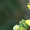 Ilex crenata 'Golden Gem', leaves