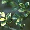 Ilex crenata 'Golden Gem', leaves