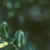 Ilex crenata 'Golden Gem', leaves