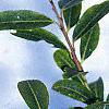 Ilex crenata var. paludosa, leaves