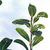 Ilex crenata var. paludosa, leaves
