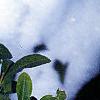 Ilex crenata var. paludosa, leaves