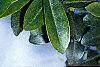 Ilex crenata var. paludosa, leaves