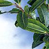 Ilex crenata var. paludosa, leaves