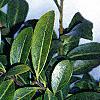 Ilex crenata var. paludosa, leaves