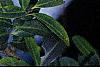 Ilex crenata var. paludosa, leaves