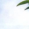 Ilex crenata var. paludosa, leaves