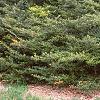 Ilex crenata 'Repandens', habit