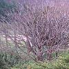 Ilex crenata 'Repandens', habit