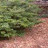 Ilex crenata 'Repandens', habit