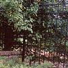 Ilex crenata 'Repandens', habit