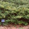 Ilex crenata 'Repandens', habit