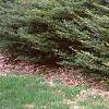 Ilex crenata 'Repandens', habit