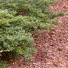 Ilex crenata 'Repandens', habit