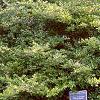 Ilex crenata 'Repandens', habit