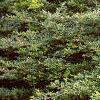 Ilex crenata 'Repandens', habit