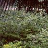 Ilex crenata 'Repandens', habit