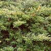 Ilex crenata 'Repandens', habit