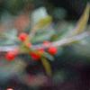 Ilex decidua, fruit