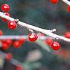 Ilex decidua, fruit