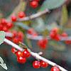 Ilex decidua, fruit