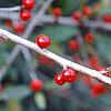 Ilex decidua, fruit