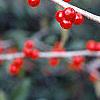Ilex decidua, fruit