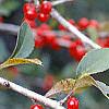 Ilex decidua, fruit