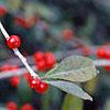 Ilex decidua, fruit