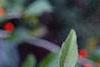 Ilex decidua, fruit