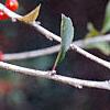 Ilex decidua, fruit