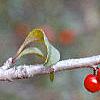 Ilex decidua, fruit