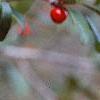 Ilex decidua, fruit
