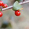 Ilex decidua, fruit