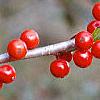 Ilex decidua, fruit