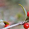 Ilex decidua, fruit