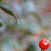 Ilex decidua, fruit