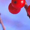 Ilex decidua, fruit