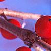 Ilex decidua, fruit