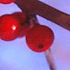 Ilex decidua, fruit