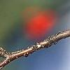 Ilex decidua, fruit