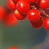 Ilex decidua, fruit