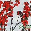Ilex decidua, fruit