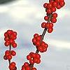 Ilex decidua, fruit