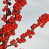 Ilex decidua, fruit