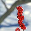 Ilex decidua, fruit