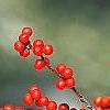 Ilex decidua, fruit