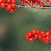Ilex decidua, fruit
