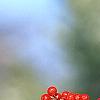 Ilex decidua, fruit